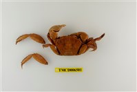 藏品(圓額新脹蟹)的圖片